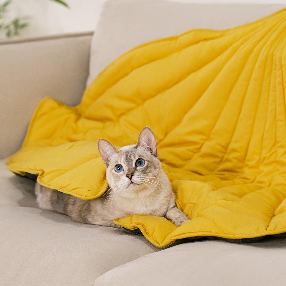 Coperture per mobili lavabili tutto l'anno, coperte per gatti.