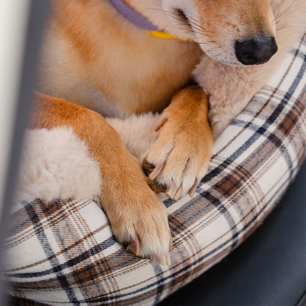 Grande seggiolino auto per cani classico e soffice - Mantieni sicuro