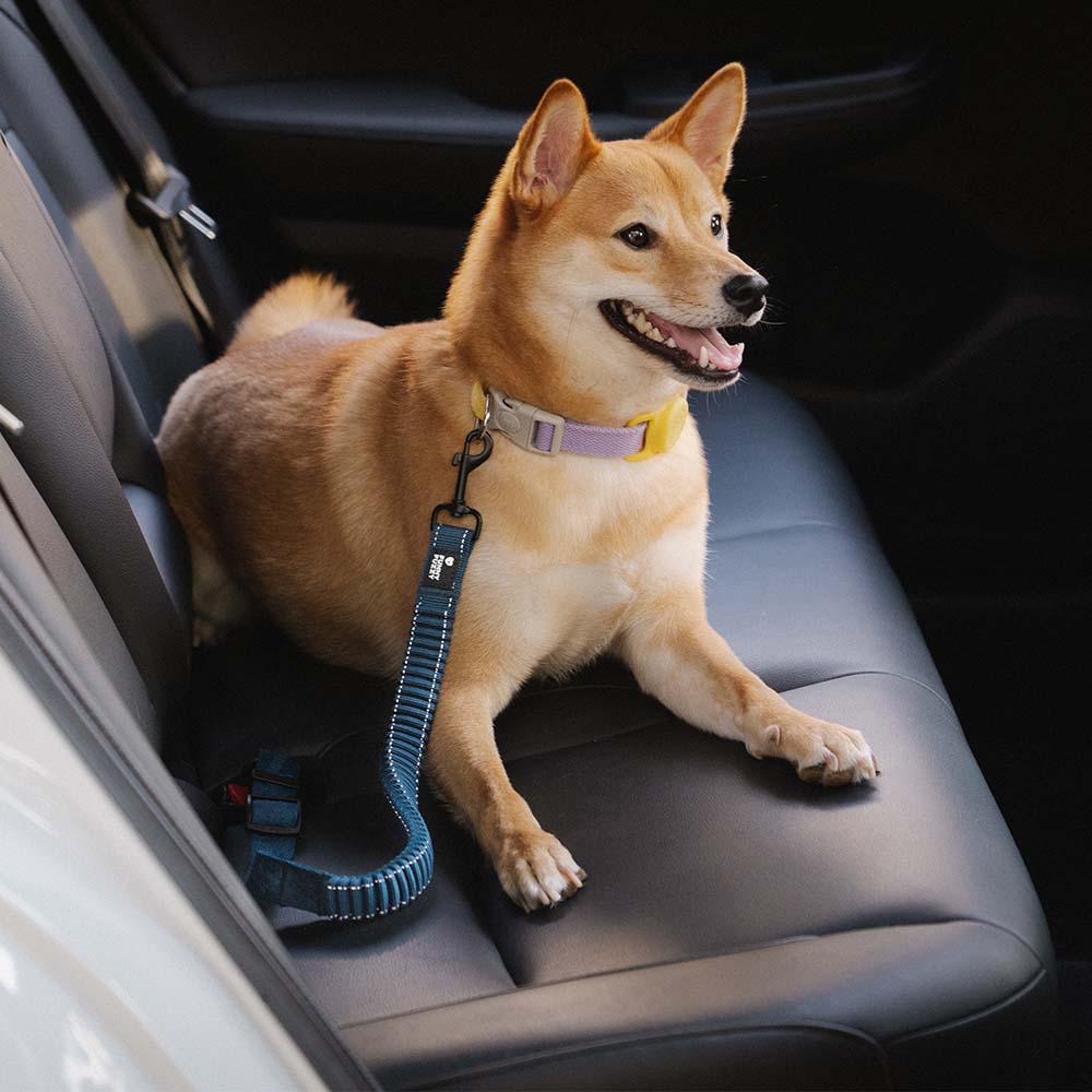 Cintura di sicurezza regolabile per cani freschi accessori per auto