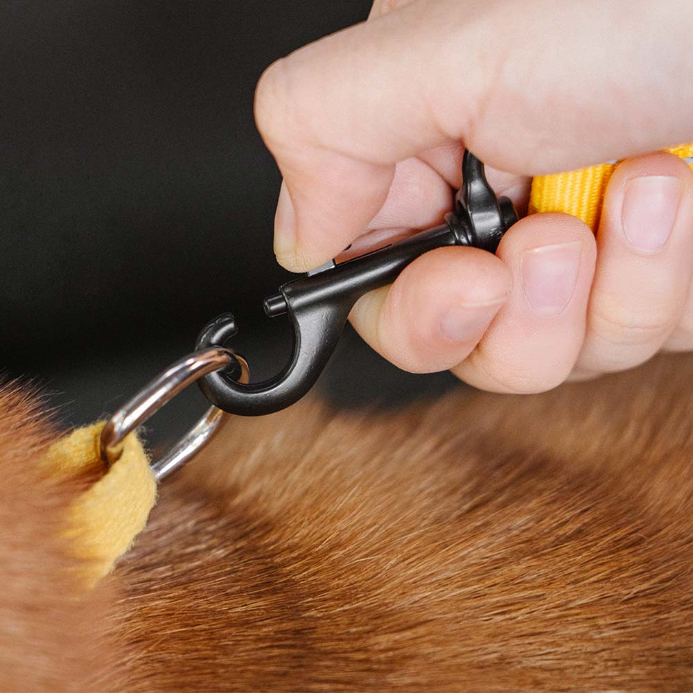 Cintura di sicurezza regolabile per cani freschi accessori per auto