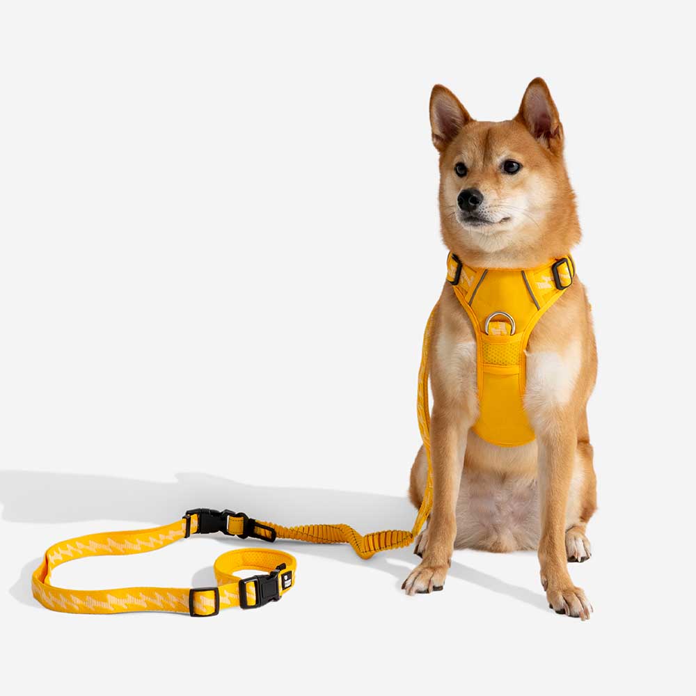 Guinzagli per cani grandi in nylon regolabili e riflettenti a doppio lato con manico morbido - Flexi Walker