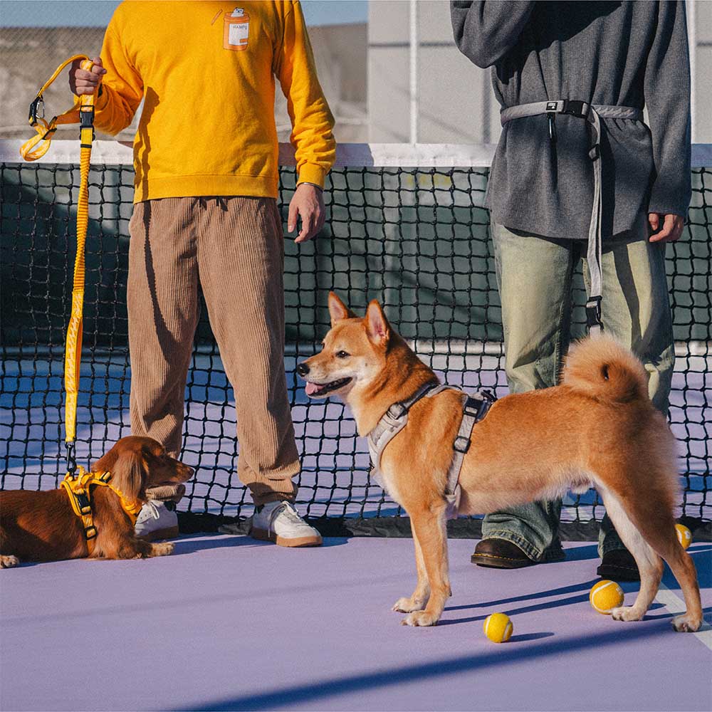 Guinzagli per cani grandi in nylon regolabili e riflettenti a doppio lato con manico morbido - Flexi Walker