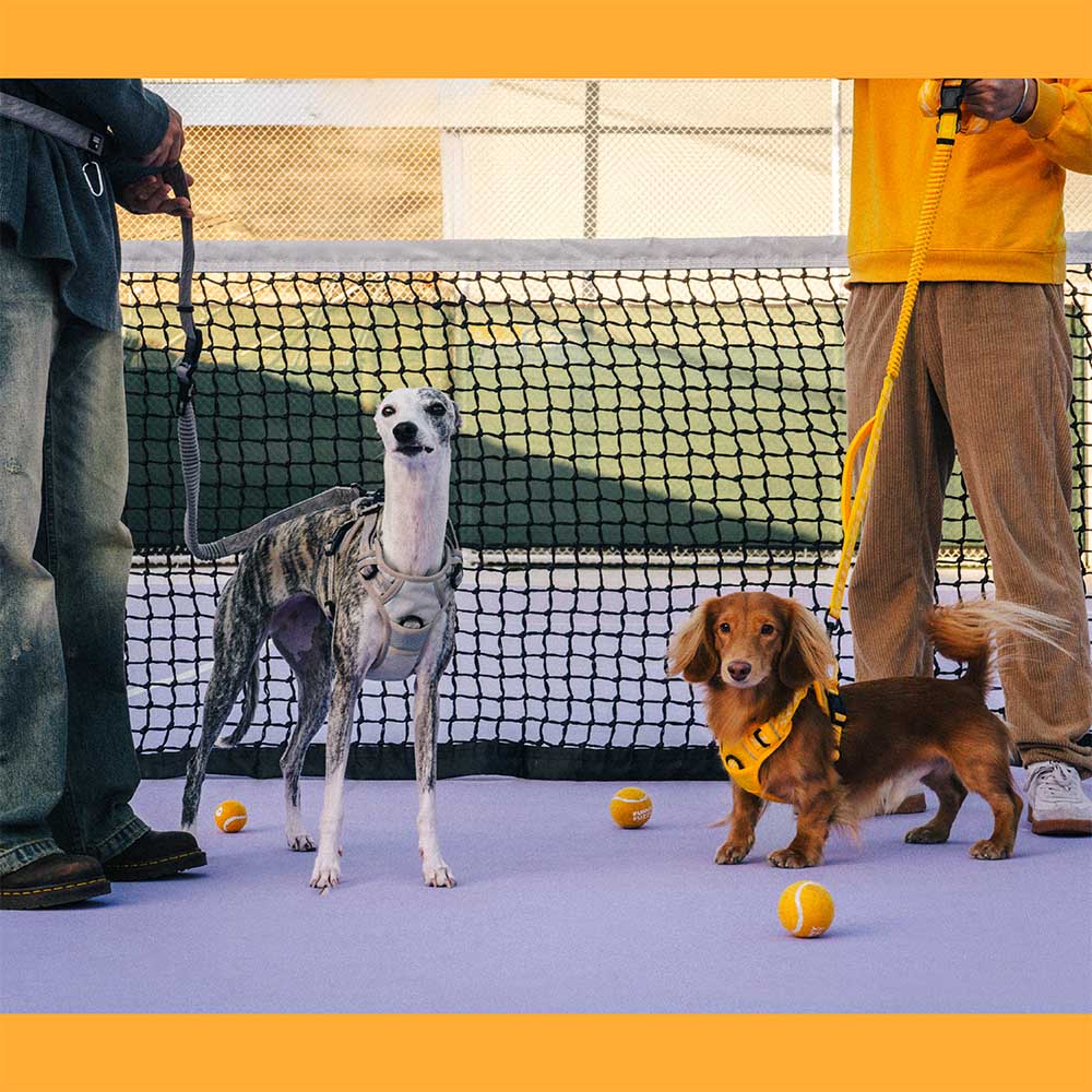 Guinzagli per cani grandi in nylon regolabili e riflettenti a doppio lato con manico morbido - Flexi Walker