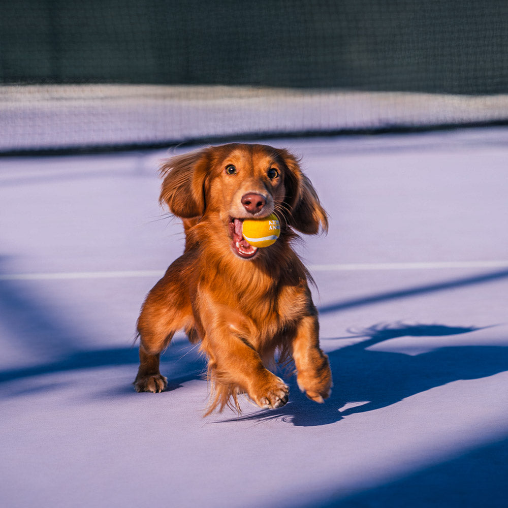 Giocattolo per cani a forma di pallina da tennis - Squeaky e rimbalza