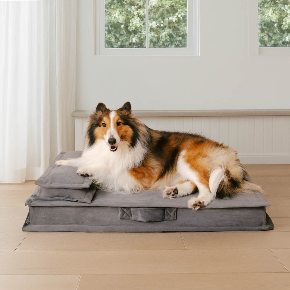 Letto per cani con supporto in spugna per il sonno profondo e anti-ansia