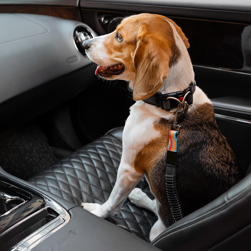 Accessori per cani colorati e regolabili, cintura di sicurezza per auto.