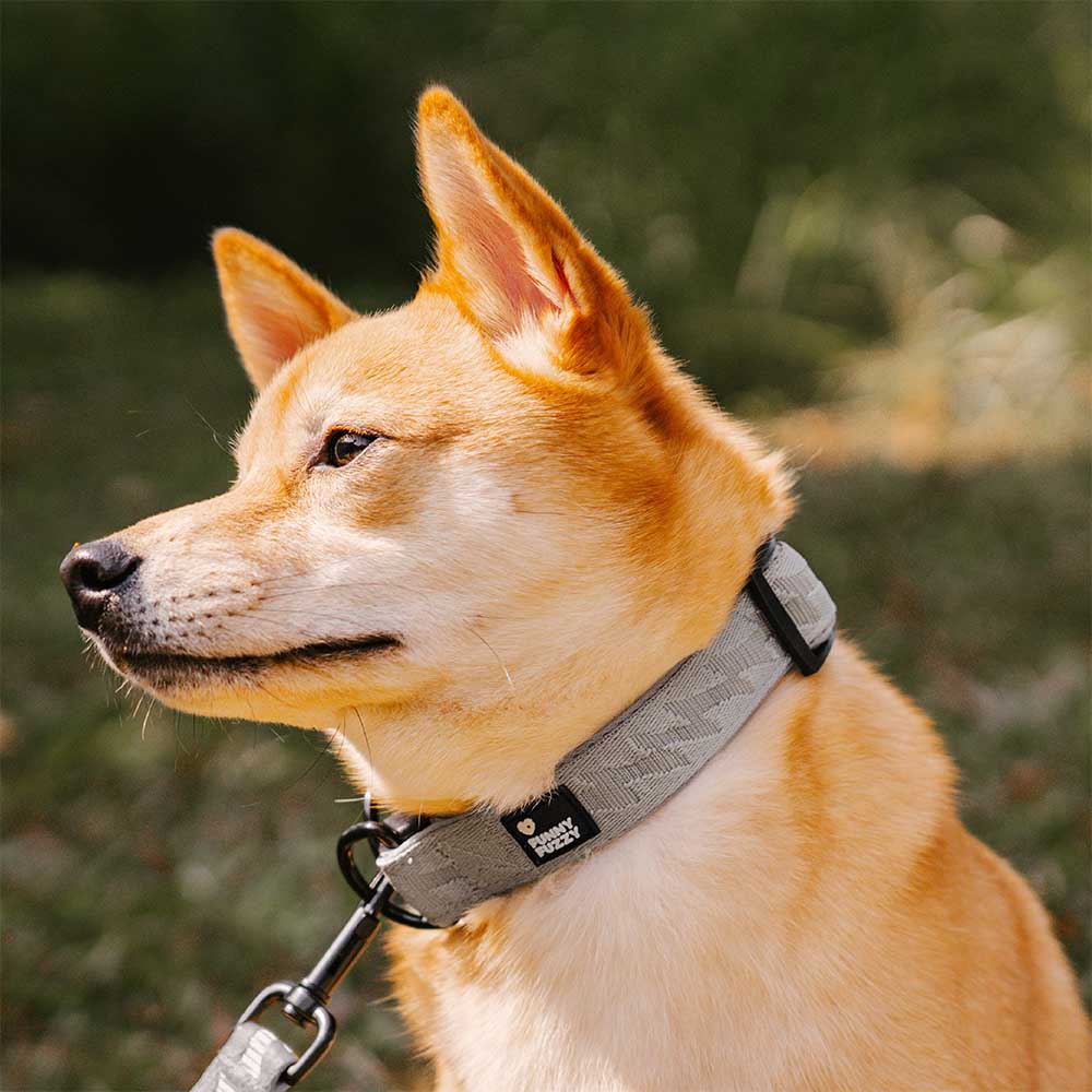 COLLARE PER CANI REGOLABILE IN NYLON DURATURO FUNNYFUZZY - FLEXI WALKER