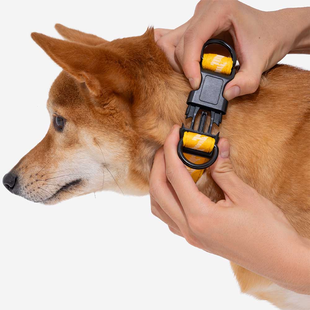 COLLARE PER CANI REGOLABILE IN NYLON DURATURO FUNNYFUZZY - FLEXI WALKER