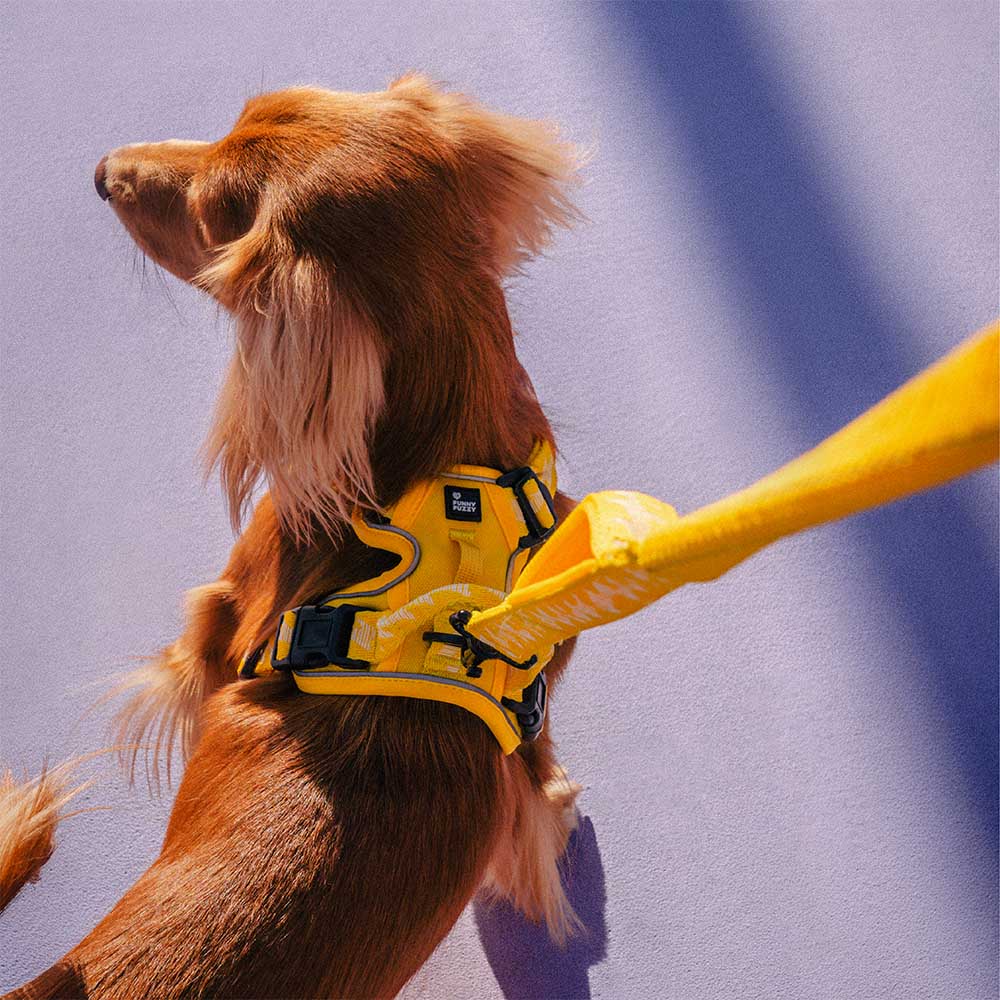 FUNNYFUZZY Imbracatura Riflettente Regolabile per Cani da Esterno - Flexi Walker