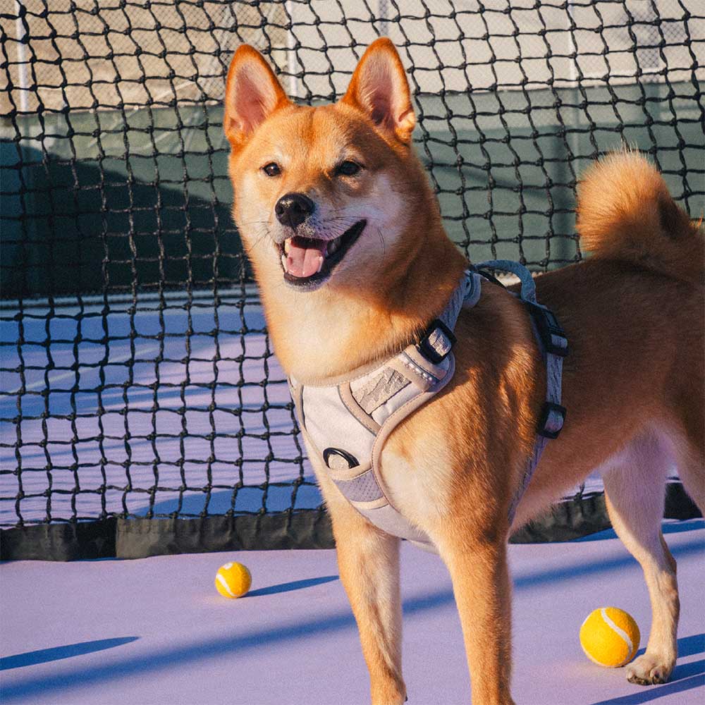 FUNNYFUZZY Imbracatura Riflettente Regolabile per Cani da Esterno - Flexi Walker
