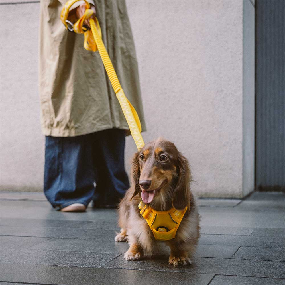 FUNNYFUZZY Imbracatura Riflettente Regolabile per Cani da Esterno - Flexi Walker