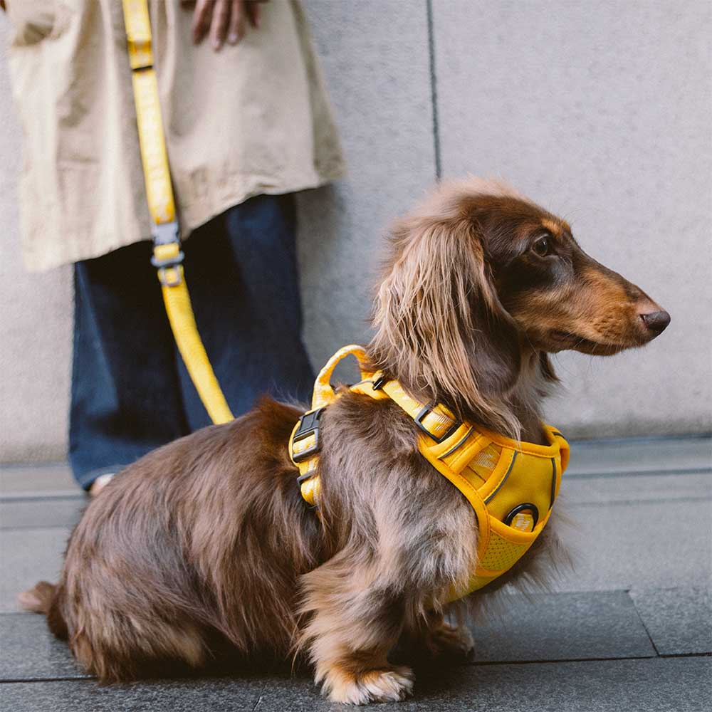 FUNNYFUZZY Imbracatura Riflettente Regolabile per Cani da Esterno - Flexi Walker