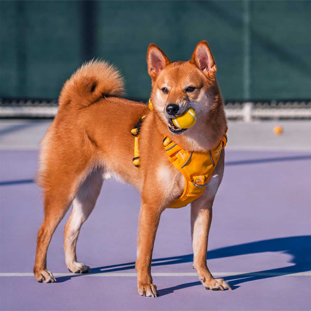Giocattolo per cani a forma di pallina da tennis - Squeaky e rimbalza