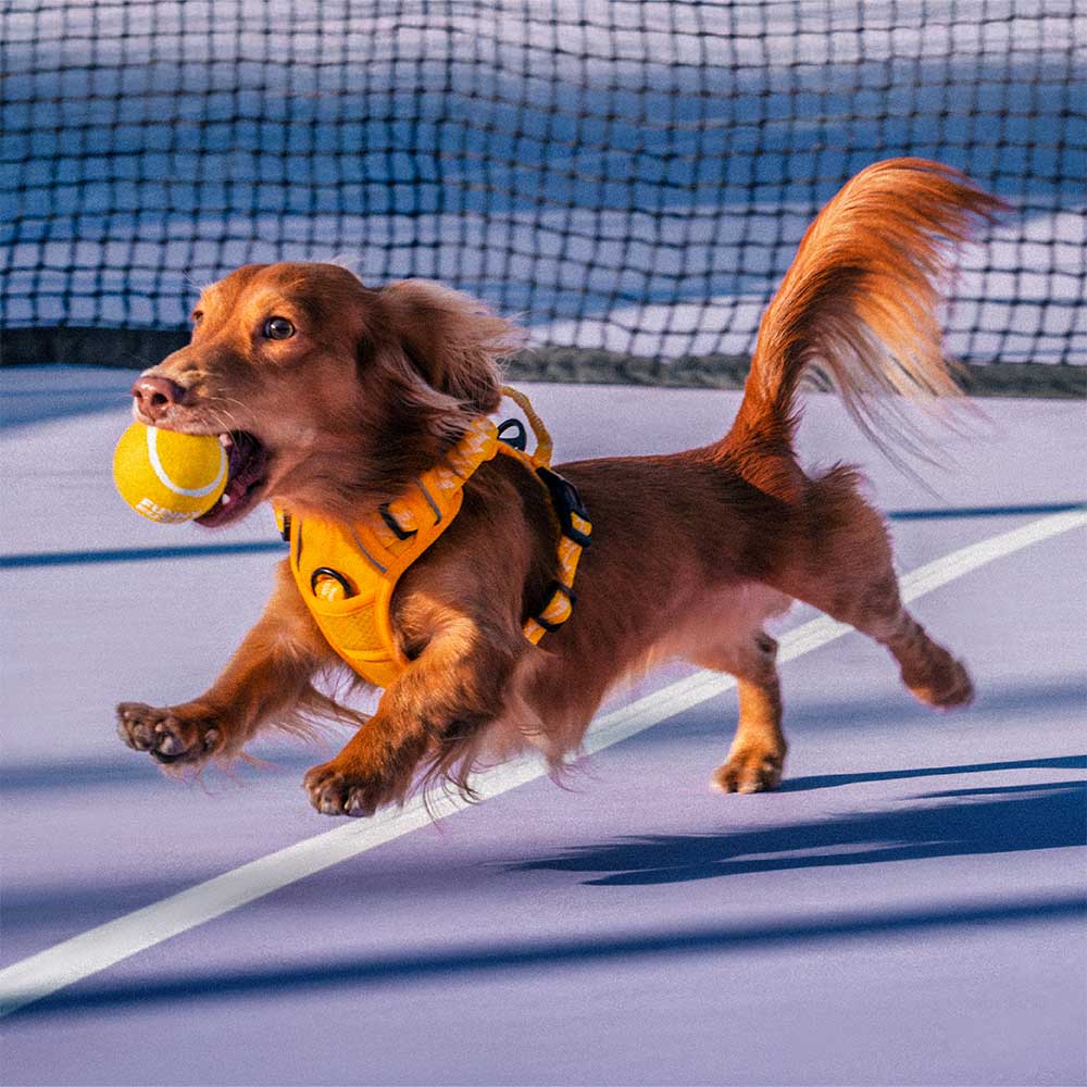 Giocattolo per cani a forma di pallina da tennis - Squeaky e rimbalza