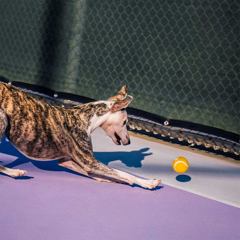 Giocattolo per cani a forma di pallina da tennis - Squeaky e rimbalza