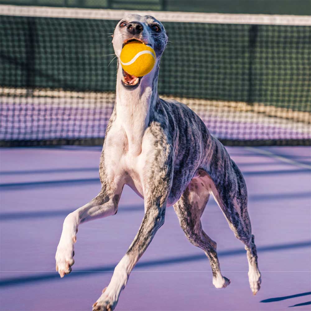 Giocattolo per cani a forma di pallina da tennis - Squeaky e rimbalza