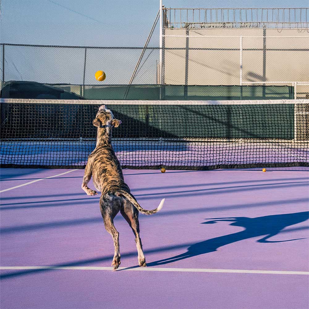 Giocattolo per cani a forma di pallina da tennis - Squeaky e rimbalza