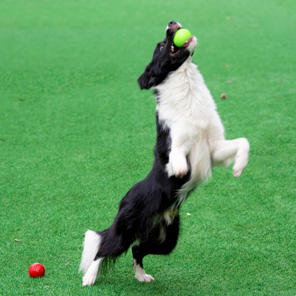 Giocattolo elastico squeezy a forma di pallone galleggiante per cani, giocattolo da masticare