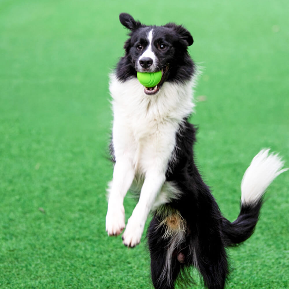Giocattolo elastico squeezy a forma di pallone galleggiante per cani, giocattolo da masticare