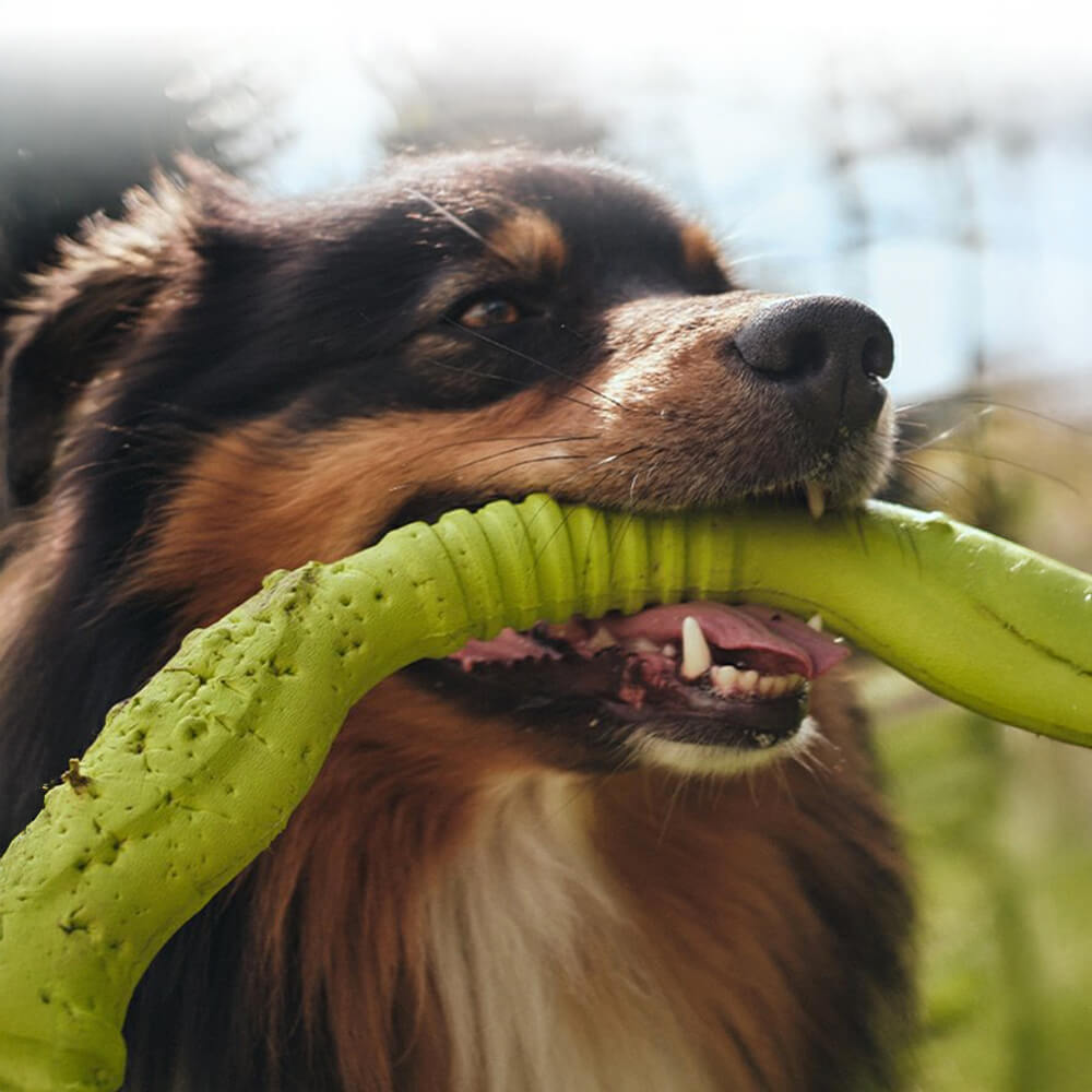 Gioco interattivo per cani War Ring resistente, impermeabile, leggero e flessibile.