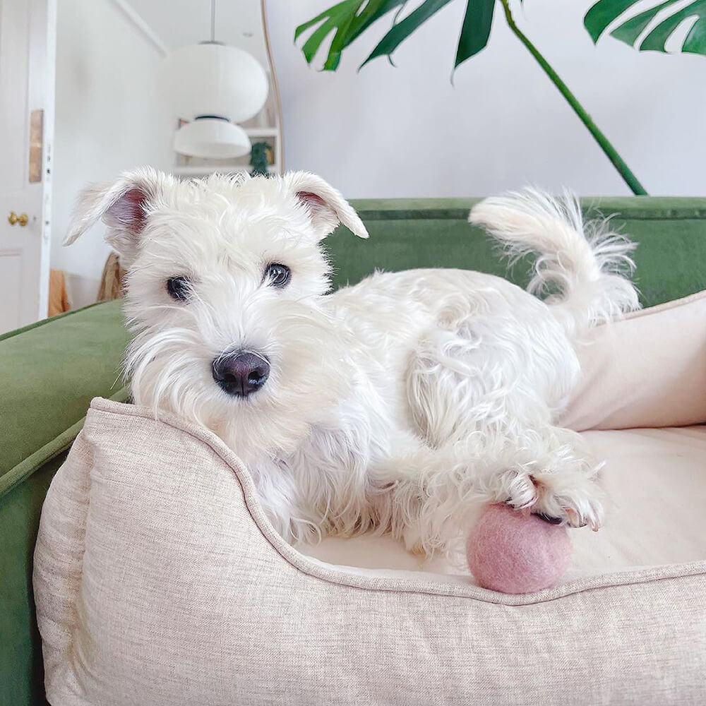 Letto per cani a forma di quadrato