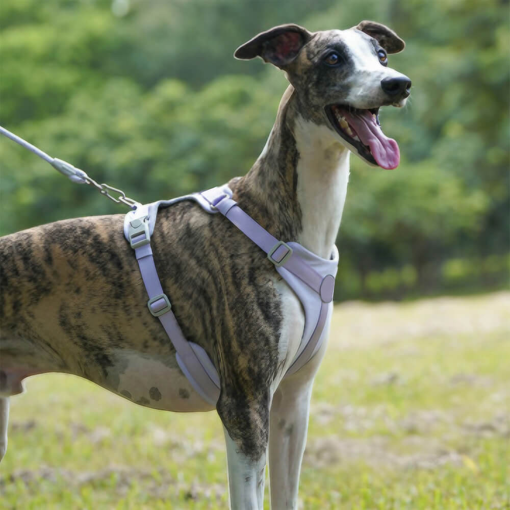Imbracatura e guinzaglio per cani senza tirare, con controllo totale e comfort.