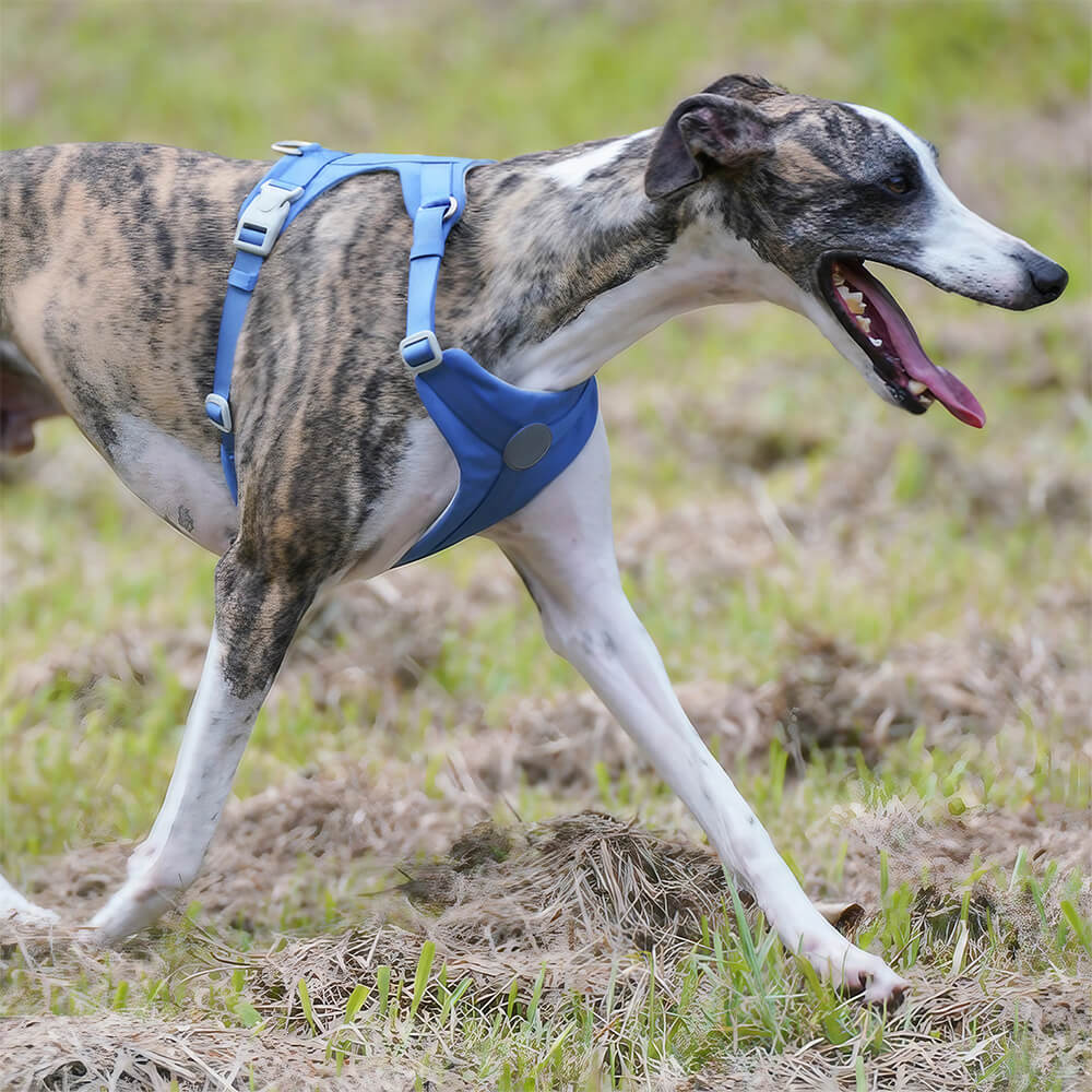 Imbracatura e guinzaglio per cani senza tirare, con controllo totale e comfort.
