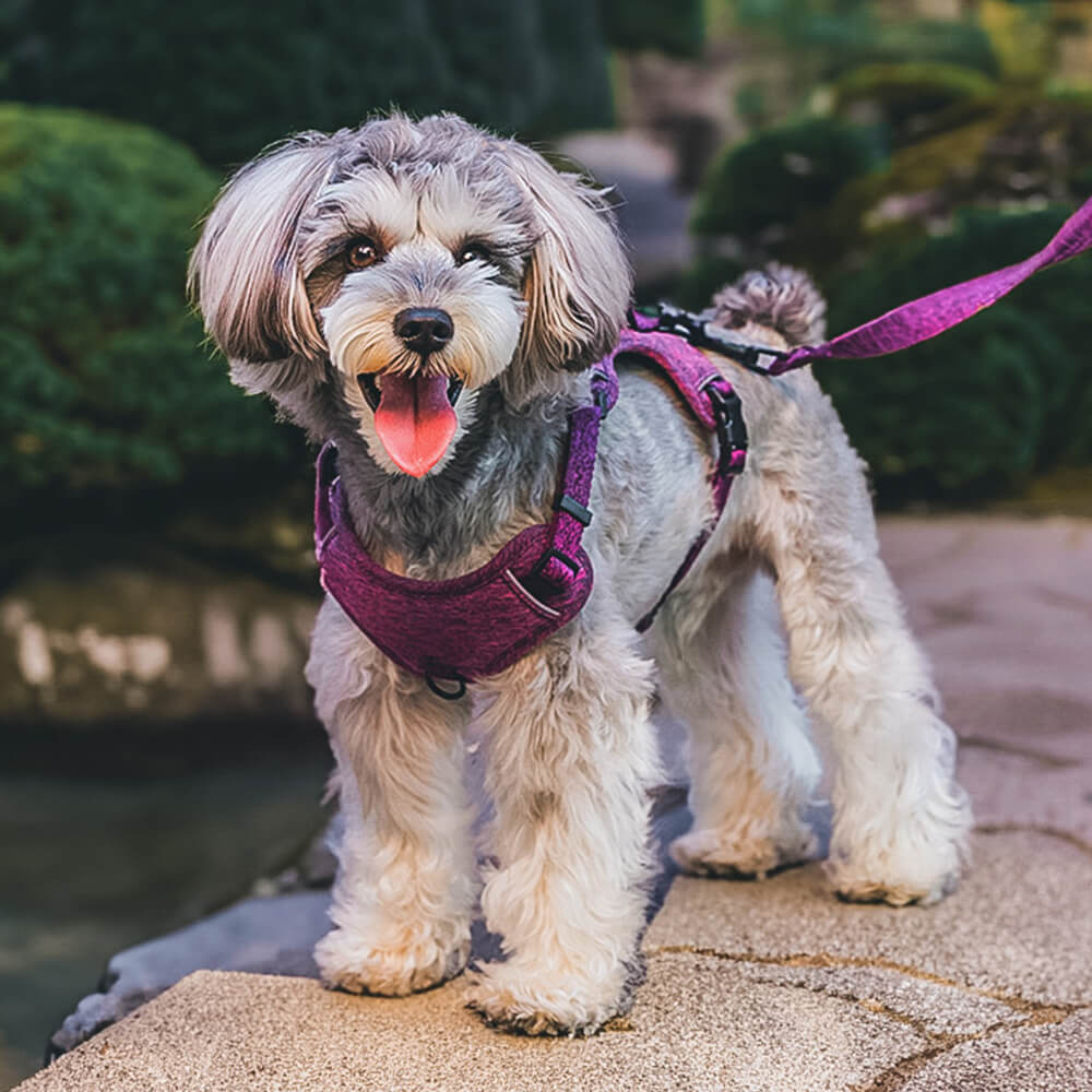 Imbracatura/guinzaglio per cani senza tirare in tessuto riciclato ecologico