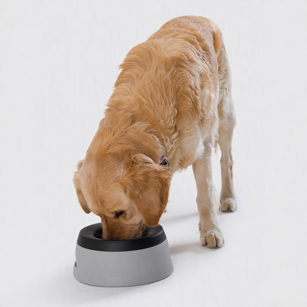 Ciotola per cani d'acqua senza fuoriuscita per auto con disco galleggiante