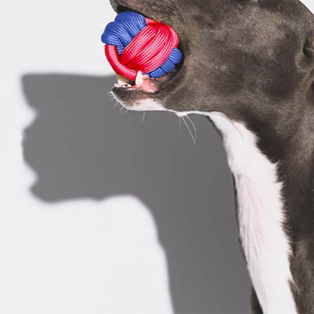 Set di Giocattoli per Cani in Fune - Clash di Colori
