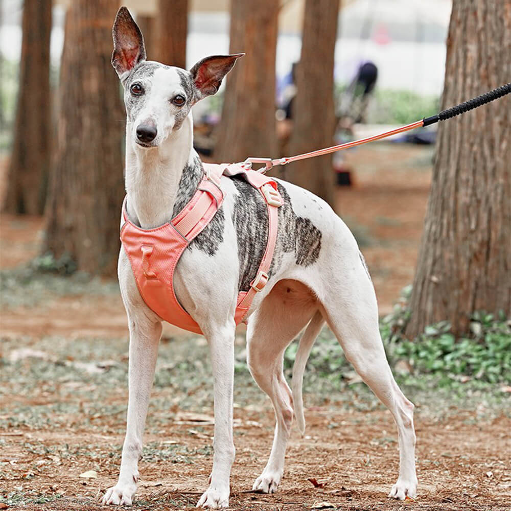 Imbracatura per cani leggera, impermeabile, traspirante e anti-strappo o guinzaglio multifunzionale