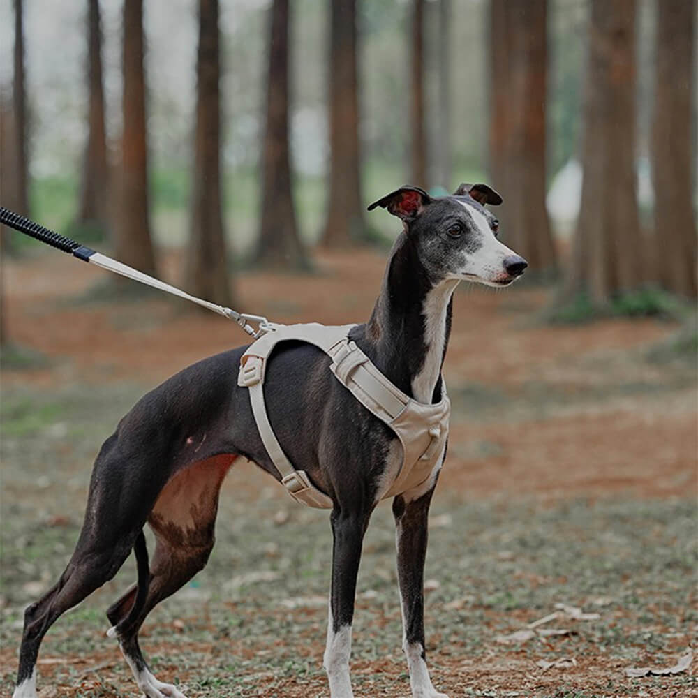 Imbracatura per cani leggera, impermeabile, traspirante e anti-strappo o guinzaglio multifunzionale