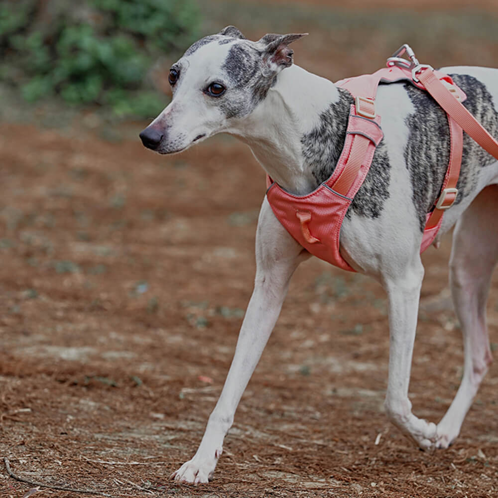 Imbracatura per cani leggera, impermeabile, traspirante e anti-strappo o guinzaglio multifunzionale