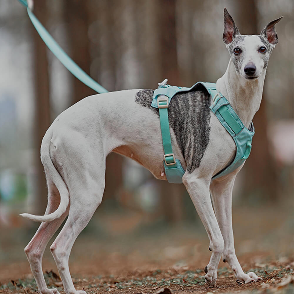 Imbracatura per cani leggera, impermeabile, traspirante e anti-strappo o guinzaglio multifunzionale