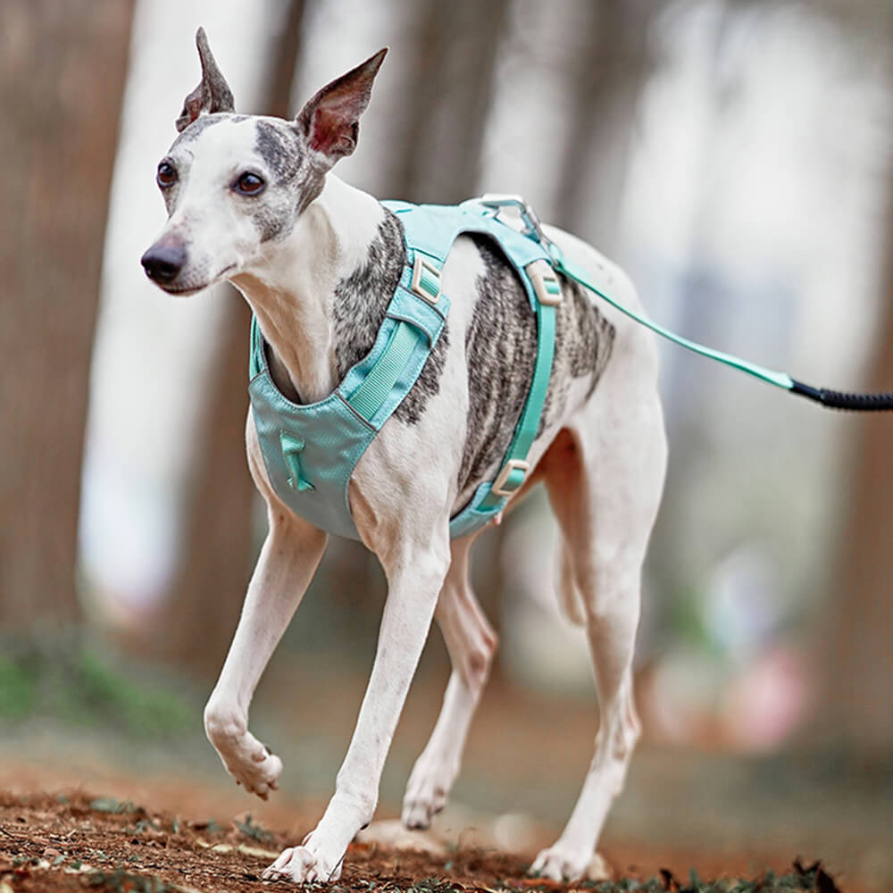 Imbracatura per cani leggera, impermeabile, traspirante e anti-strappo o guinzaglio multifunzionale