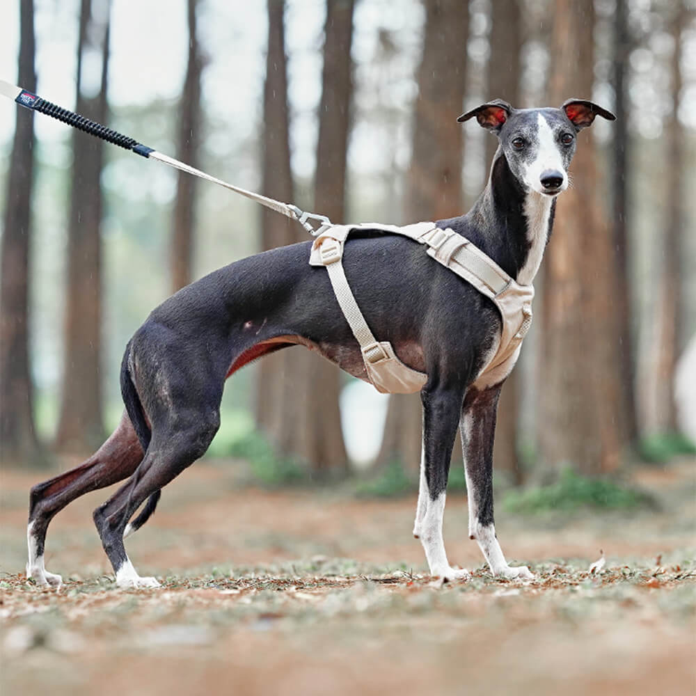 Imbracatura per cani leggera, impermeabile, traspirante e anti-strappo o guinzaglio multifunzionale