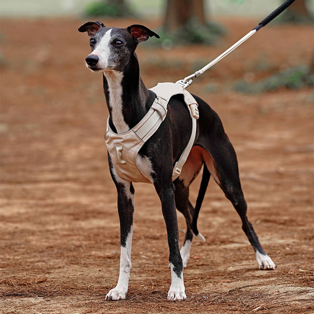 Imbracatura per cani leggera, impermeabile, traspirante e anti-strappo o guinzaglio multifunzionale