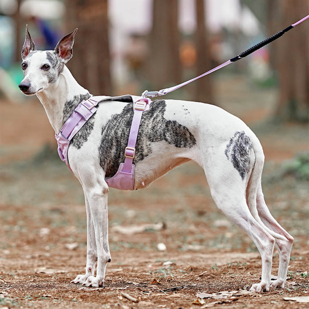 Imbracatura per cani leggera, impermeabile, traspirante e anti-strappo o guinzaglio multifunzionale