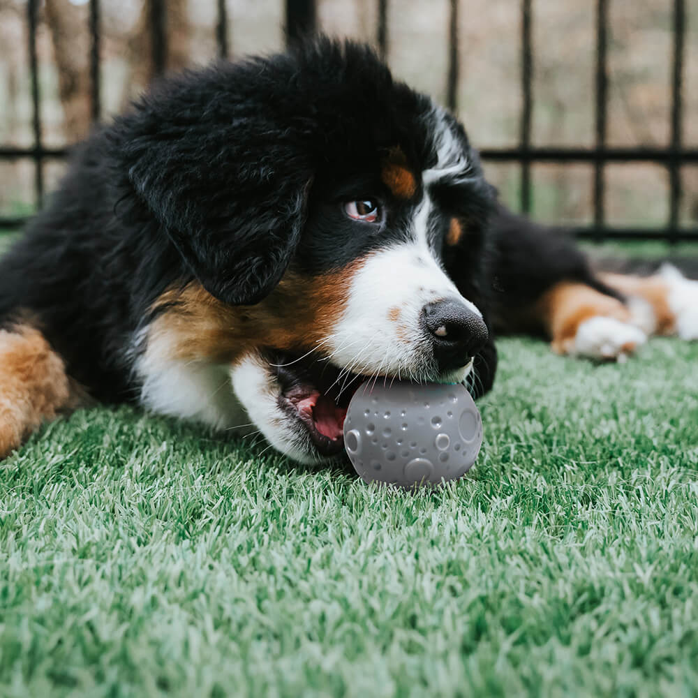 Palla da allenamento per cani Cosmos Feeder