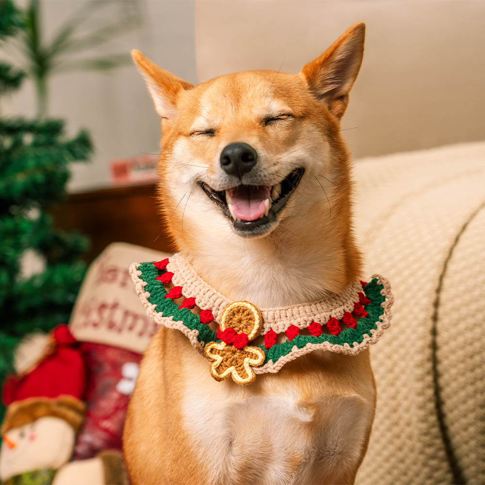 Calzini coordinati con sciarpa lavorata a maglia di Babbo Natale per animali domestici e proprietario