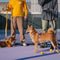 A doppio lato riflettente rettificabile versatile a manico morbido in nylon guinzagli per cani - Flexi Walker