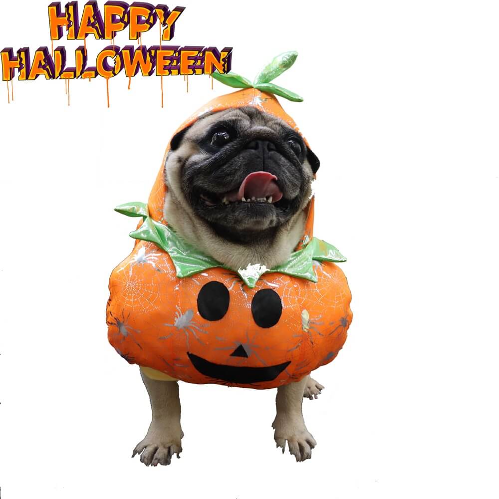 Costume da cane zucca: divertente e festoso per Halloween