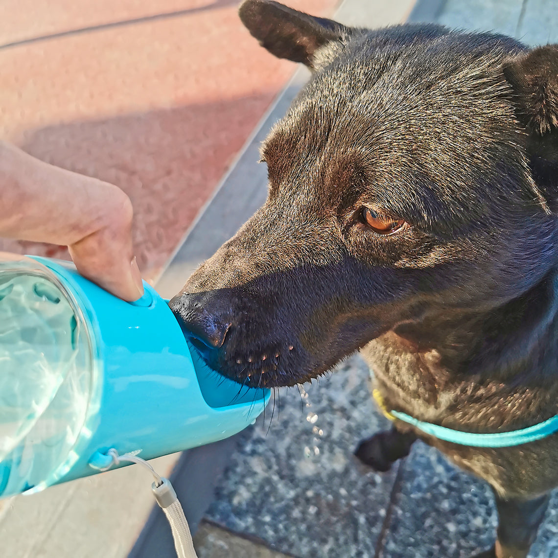 Bottiglia d'acqua portatile per cani da esterno