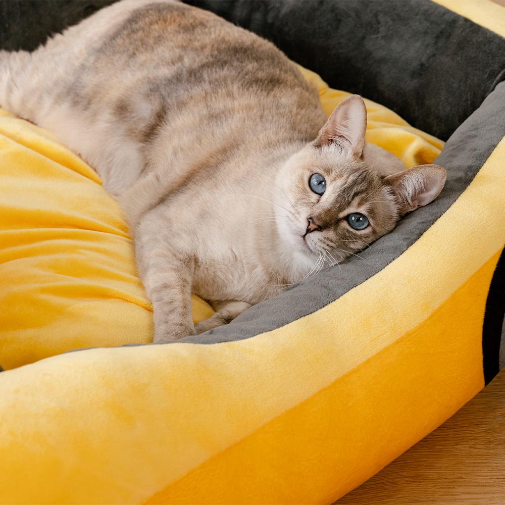 Letto per gatti imbottito a forma di auto da corsa cabriolet classica - Fast＆Fur