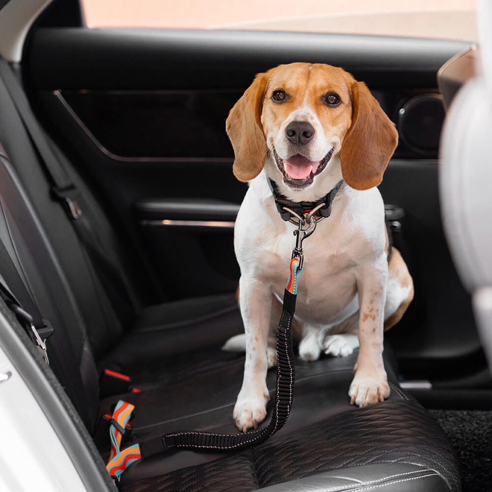 Accessori per cani colorati e regolabili, cintura di sicurezza per auto.