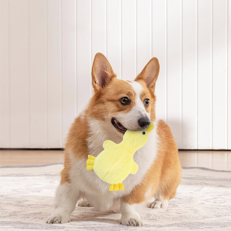 Set di Giochi Interattivi per Cani Carini - Divertimento Giocoso