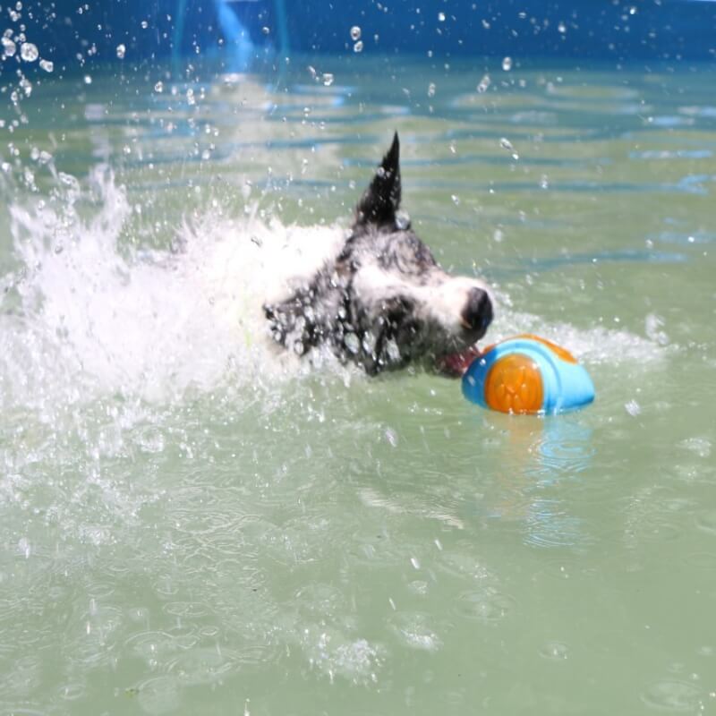 Gioco interattivo da masticare per cani, giocattolo galleggiante da esterno.