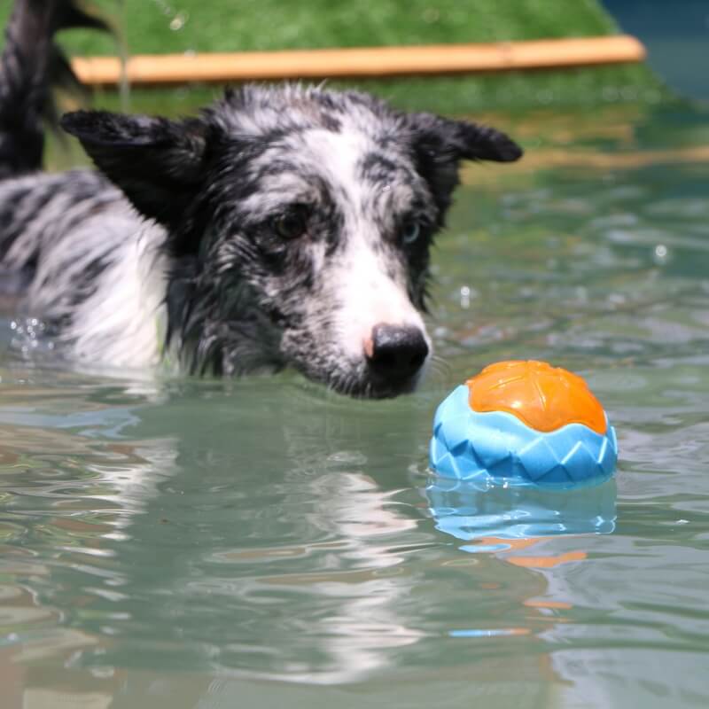 Gioco interattivo da masticare per cani, giocattolo galleggiante da esterno.