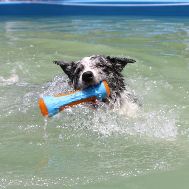 Gioco interattivo da masticare per cani, giocattolo galleggiante da esterno.
