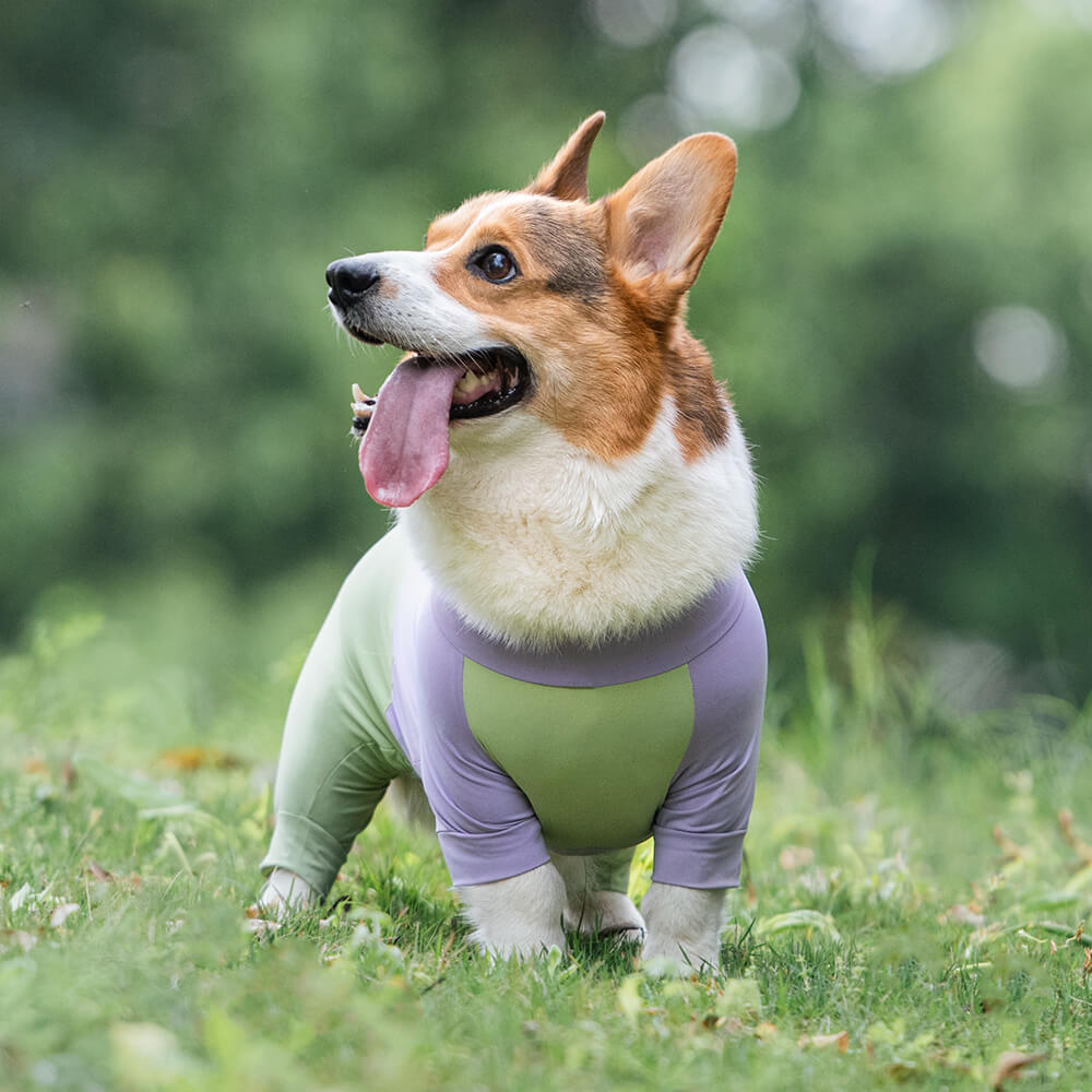 Vêtements pour chien rafraîchissants avec protection solaire extra large et extensible